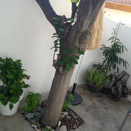 Marina's Xrisopolitissa